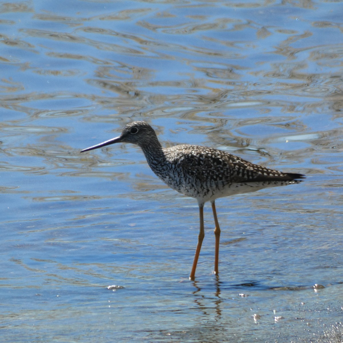 Greater Yellowlegs - ML571717831