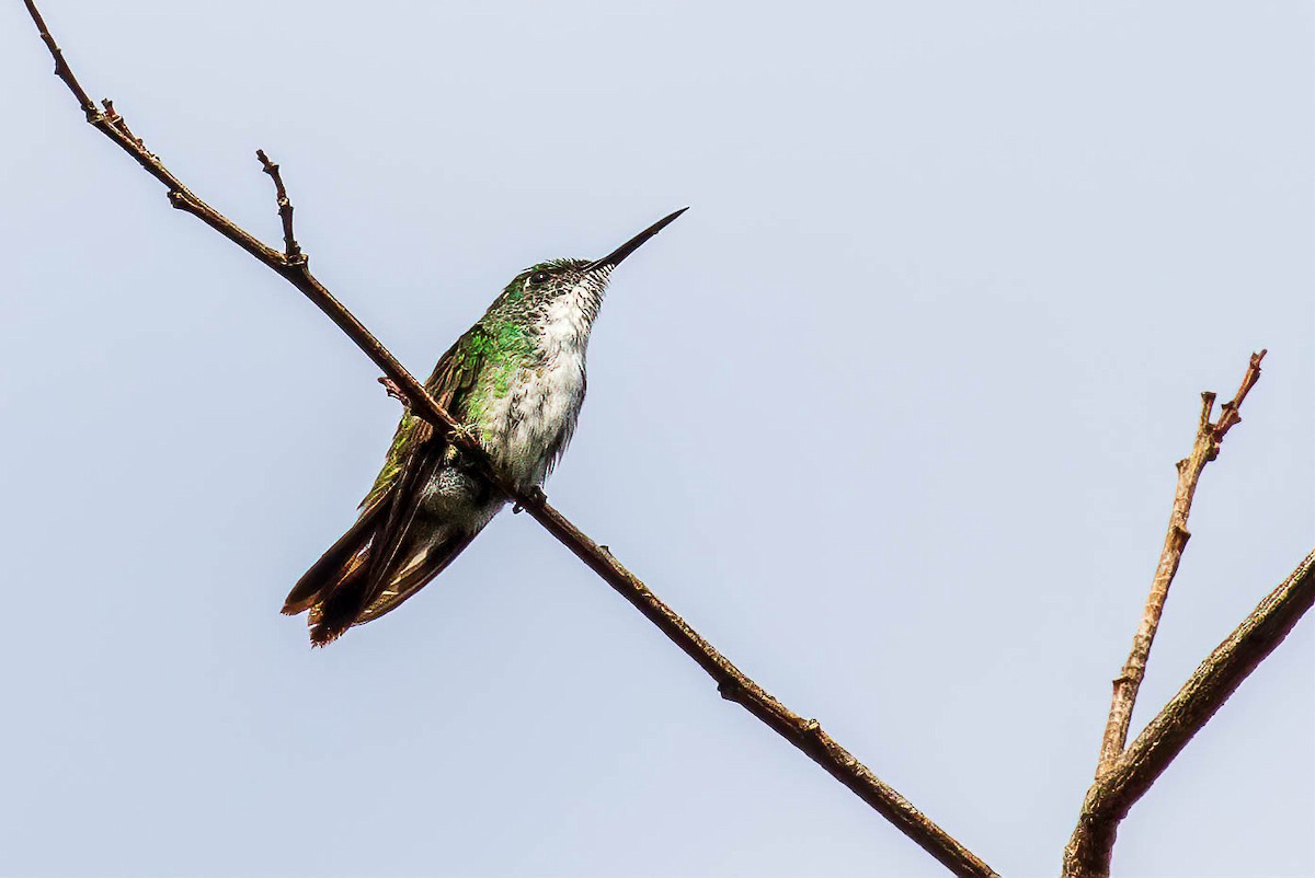 kolibřík běloprsý - ML571719171