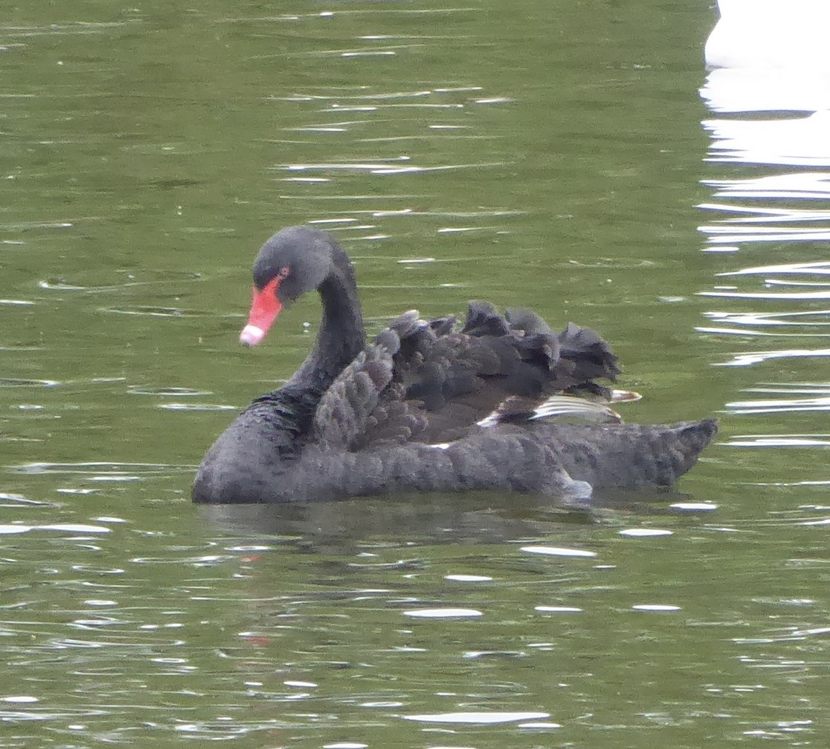 Black Swan - ML571719591