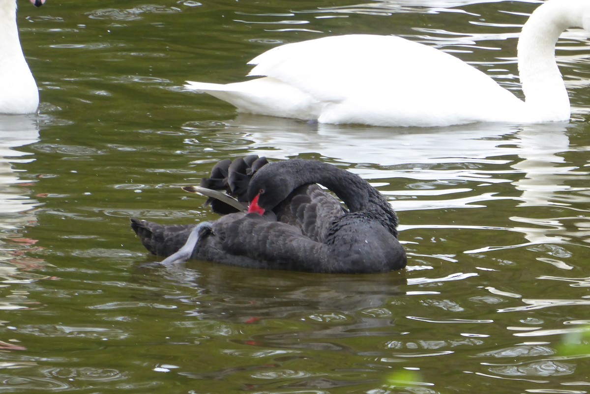 Black Swan - ML571719601