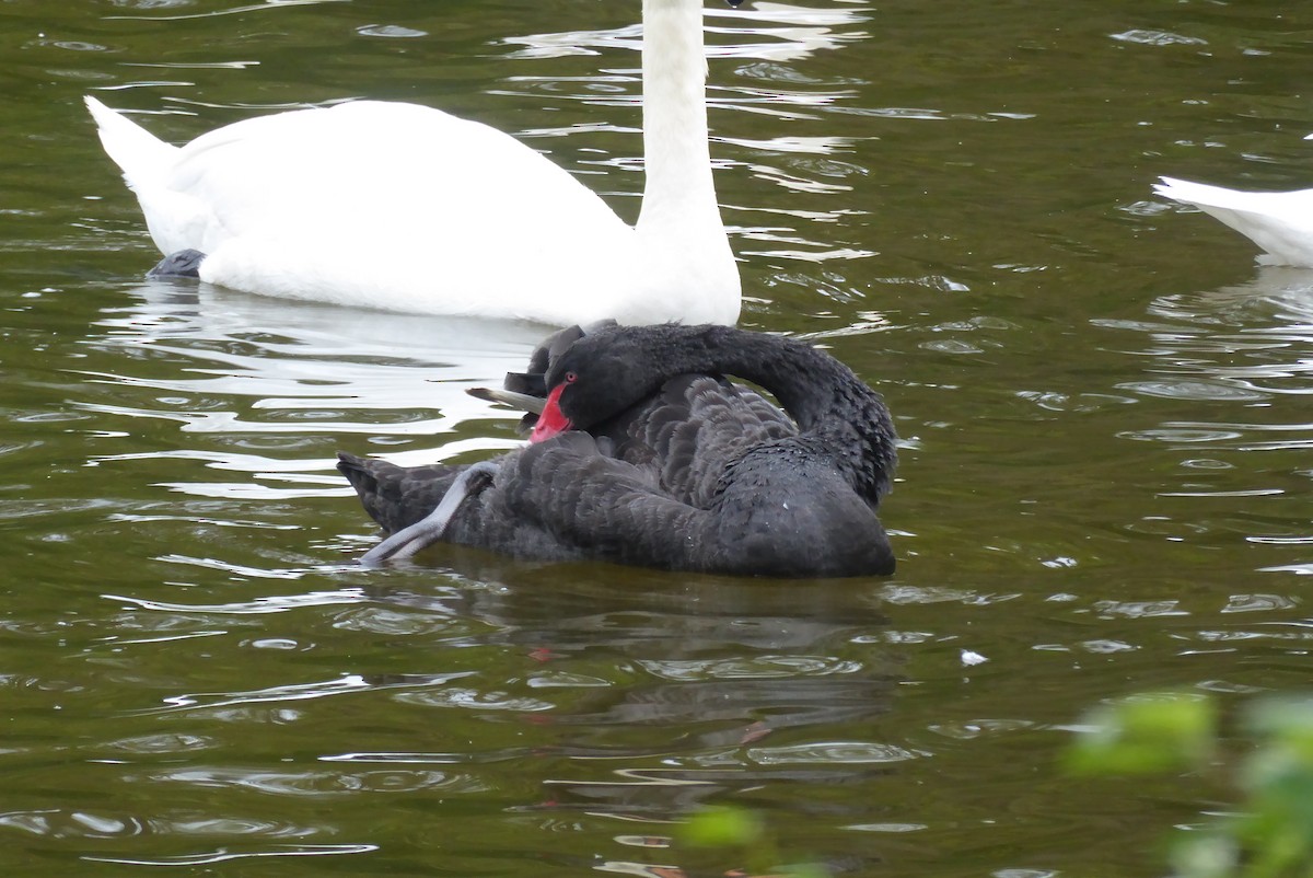 Black Swan - ML571719611