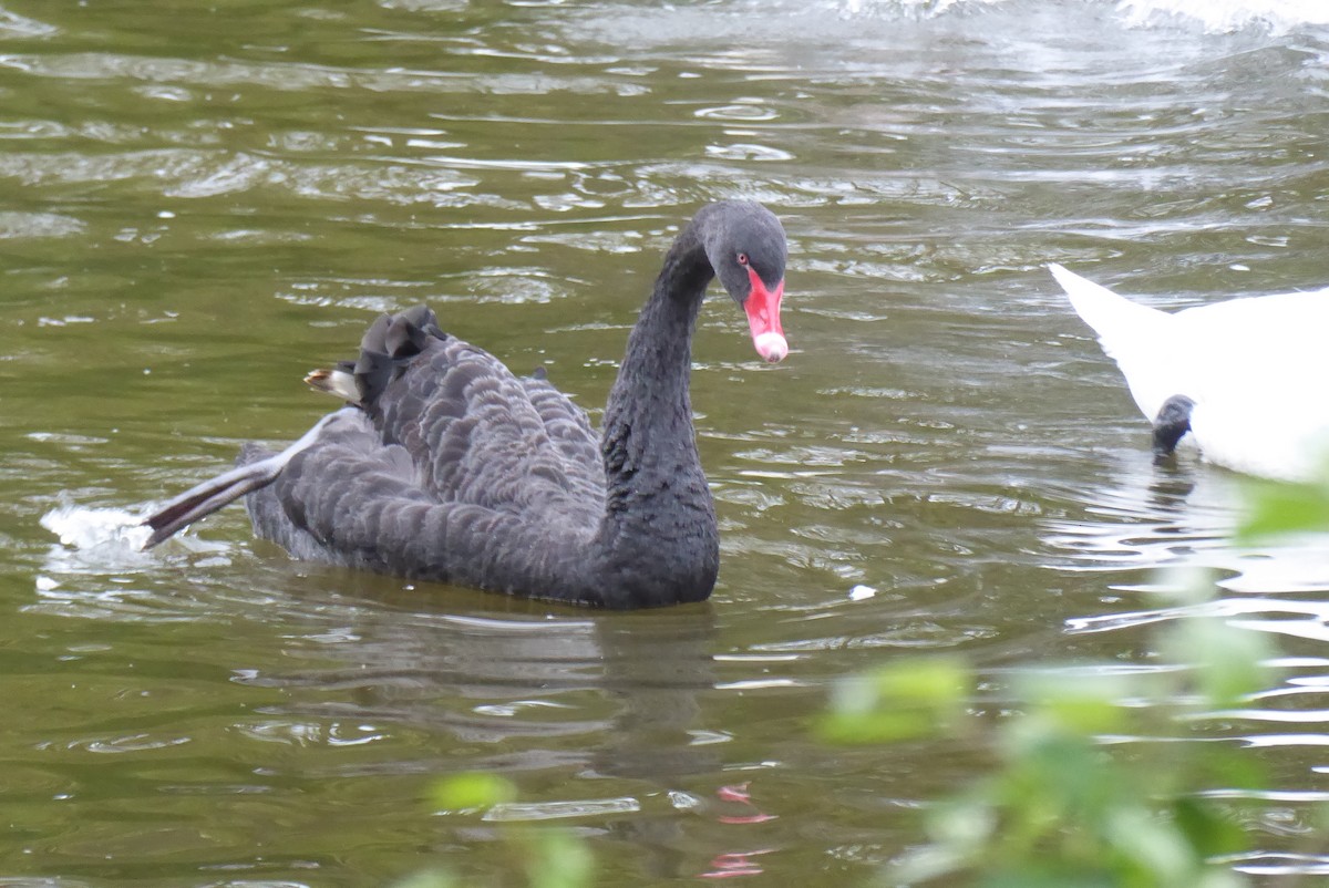 Black Swan - ML571719621