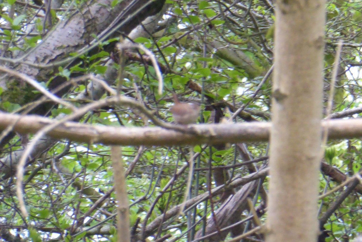 Eurasian Wren - ML571720071