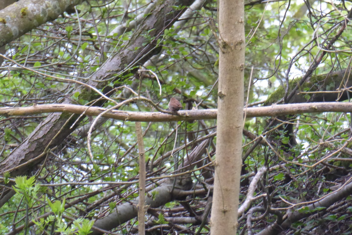 Eurasian Wren - ML571720081