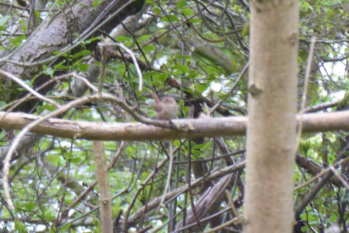 Eurasian Wren - ML571720091