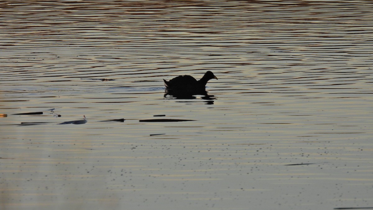 coot sp. - ML571720361