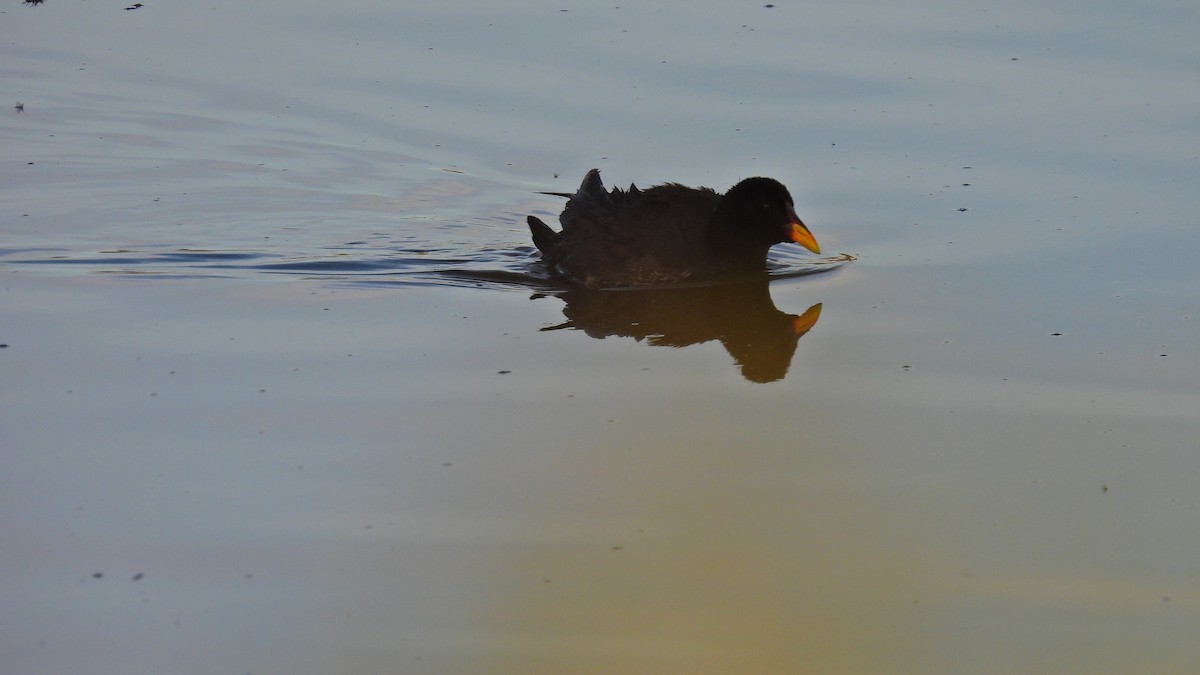 coot sp. - ML571720381