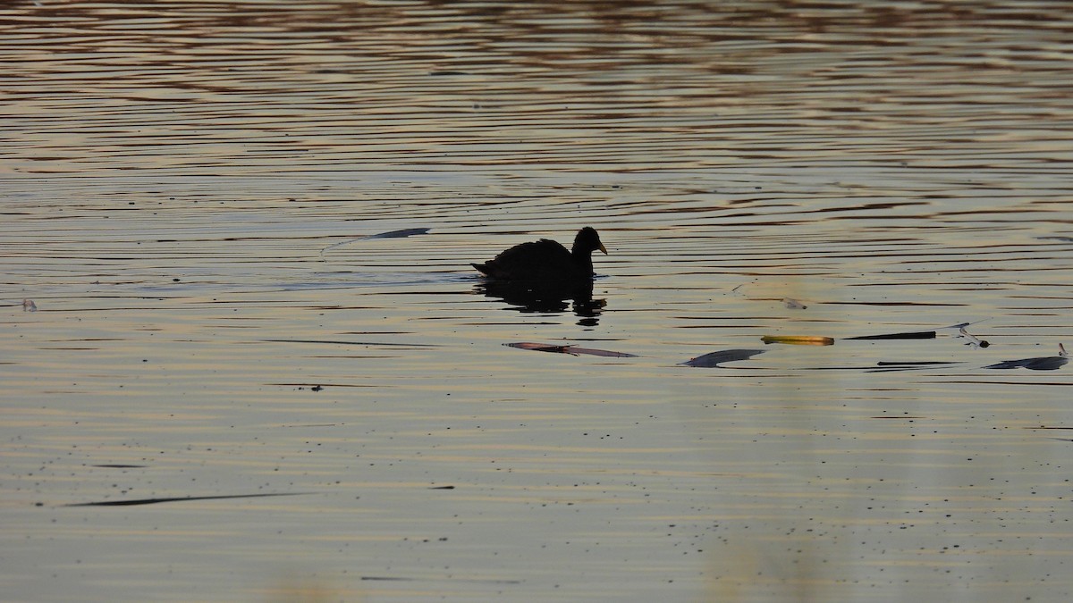 coot sp. - ML571720391
