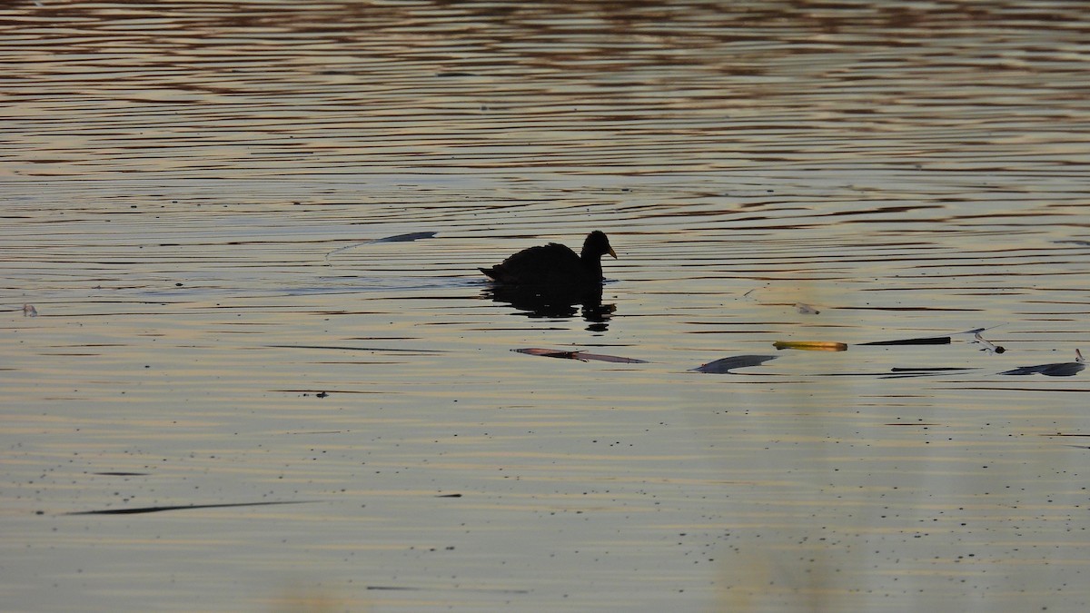 Fulica sp. - ML571720391