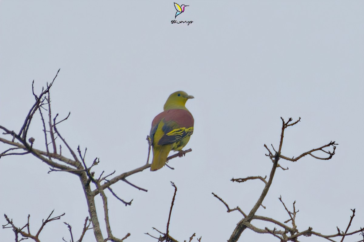 Gray-fronted Green-Pigeon - ML571720411