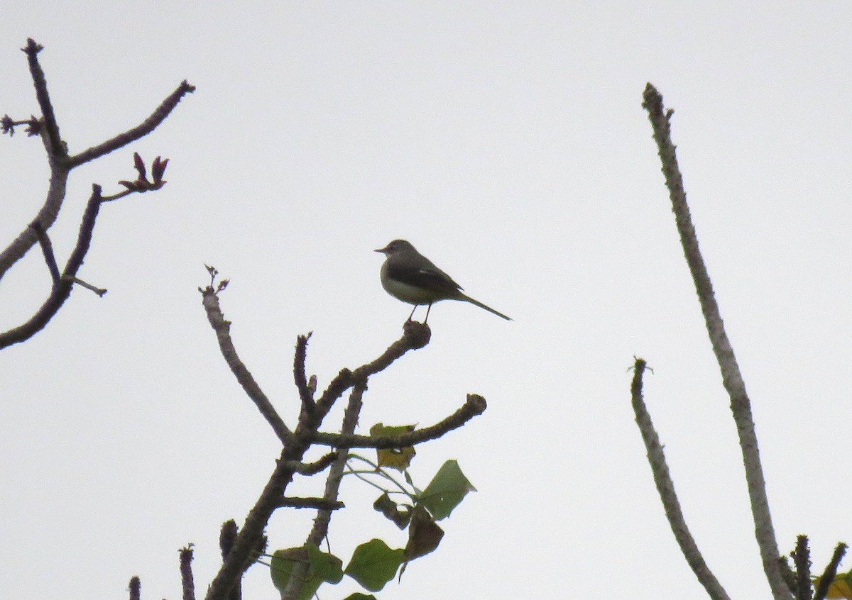 Gray Wagtail - ML571720581