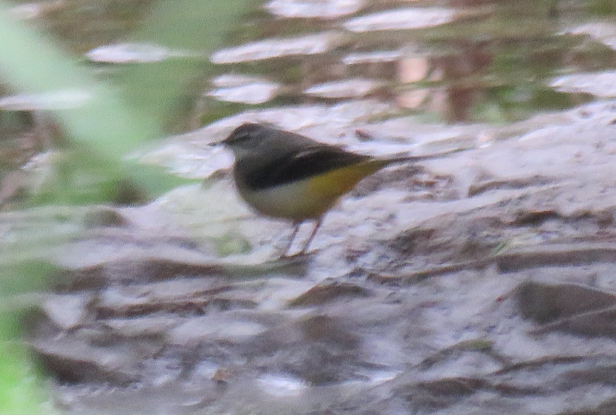 Gray Wagtail - ML571720601