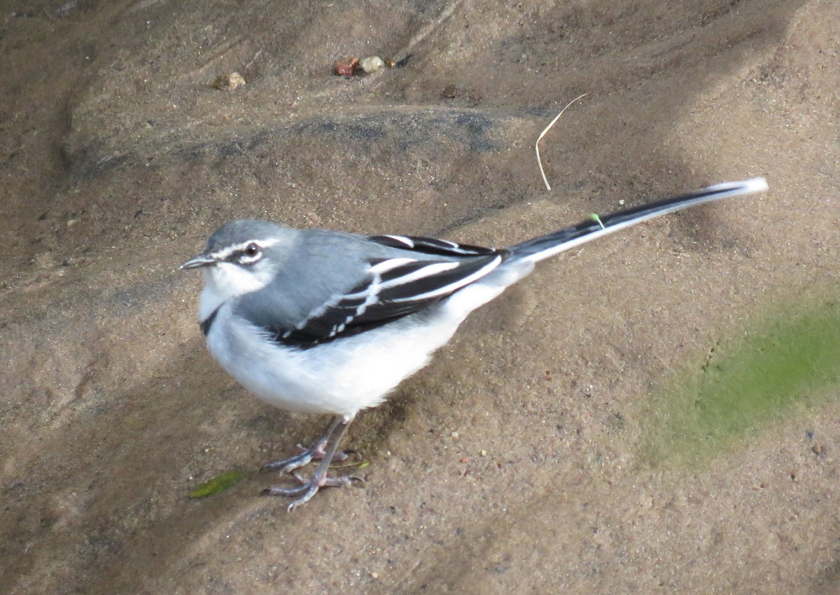 Mountain Wagtail - Brad Arthur