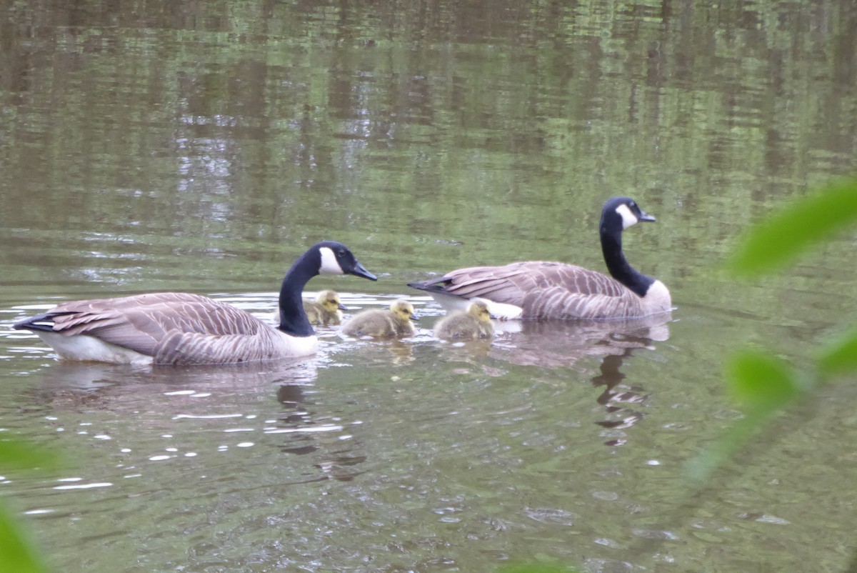 Canada Goose - ML571721151