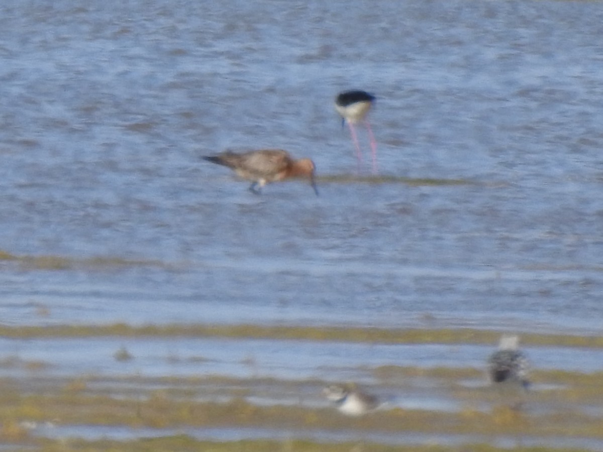 Bar-tailed Godwit - ML571721591