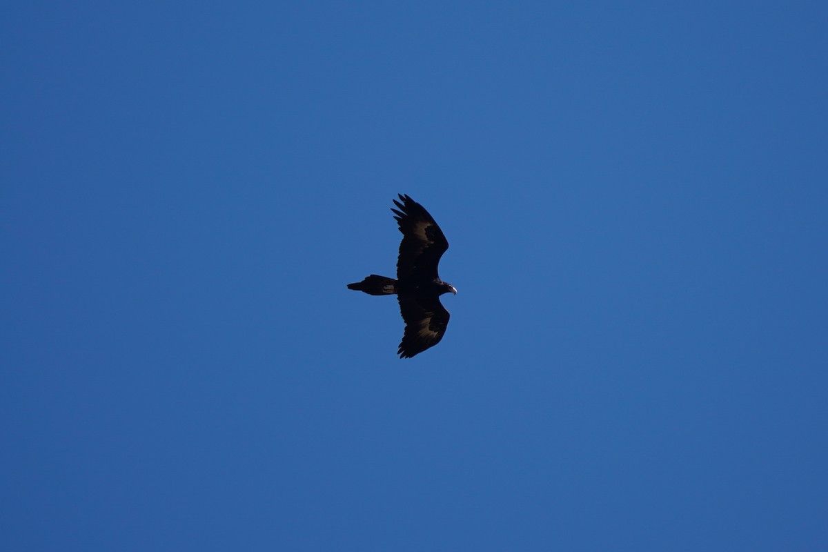 Wedge-tailed Eagle - ML571723281