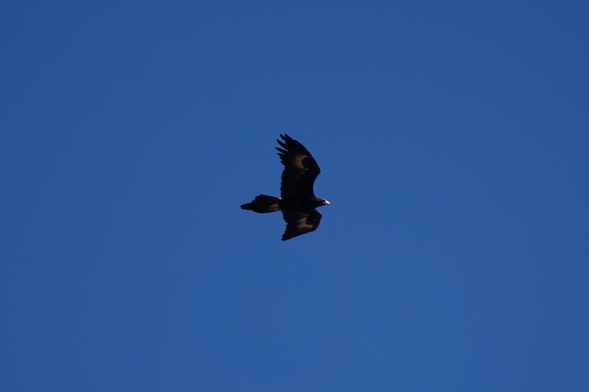 Wedge-tailed Eagle - ML571723291