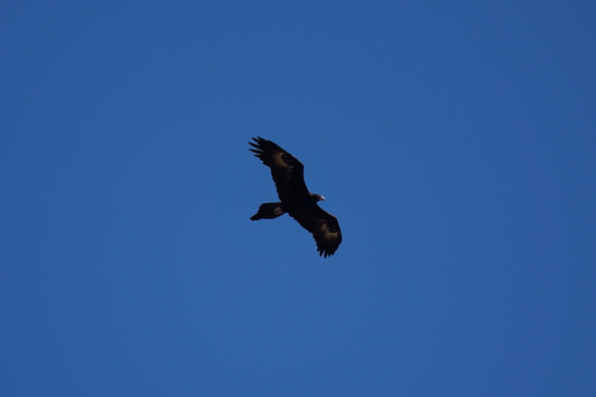 Wedge-tailed Eagle - Megan Moody