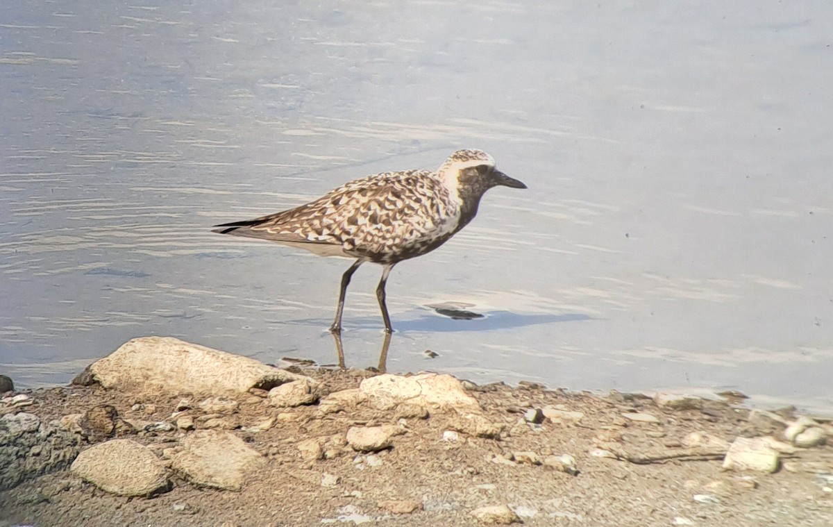 Black-bellied Plover - ML571724811