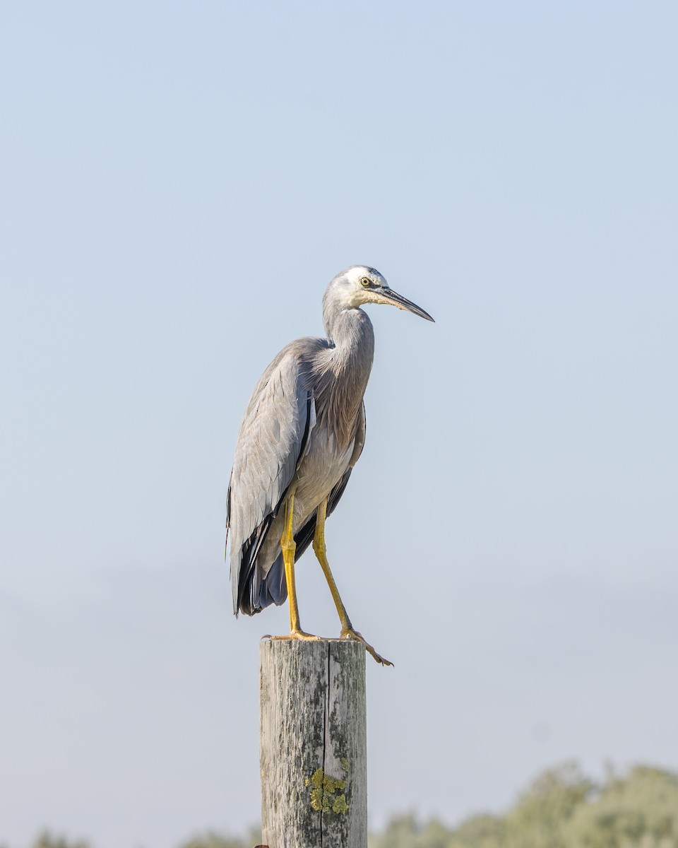 White-faced Heron - ML571724891