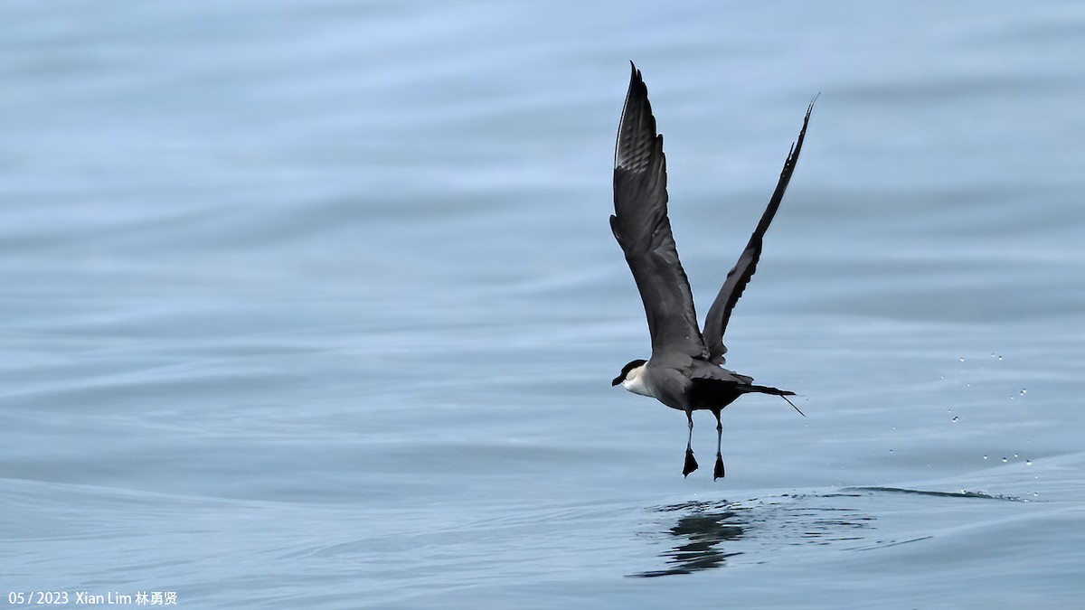 Long-tailed Jaeger - Lim Ying Hien