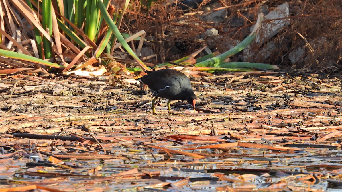 Common Gallinule - ML571727031