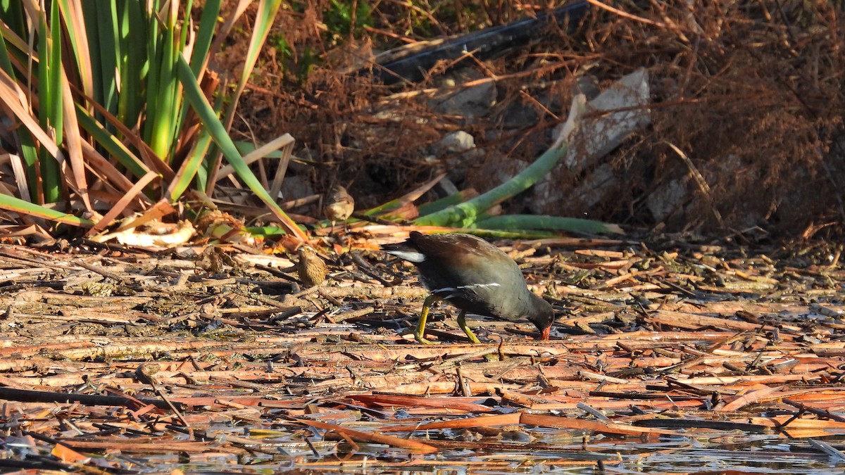 Common Gallinule - ML571727041