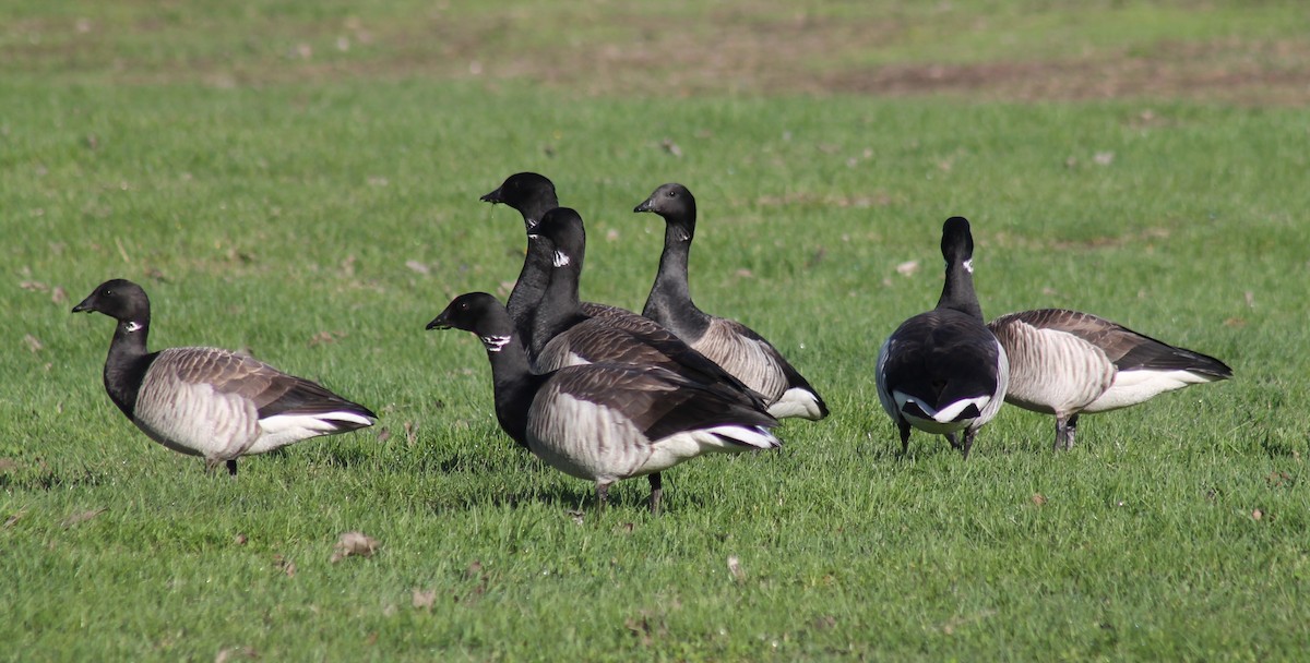 Branta musubeltza - ML571728071