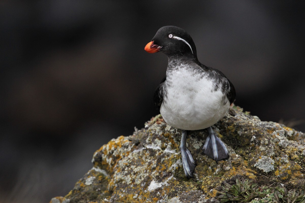 Parakeet Auklet - Jon Pleizier