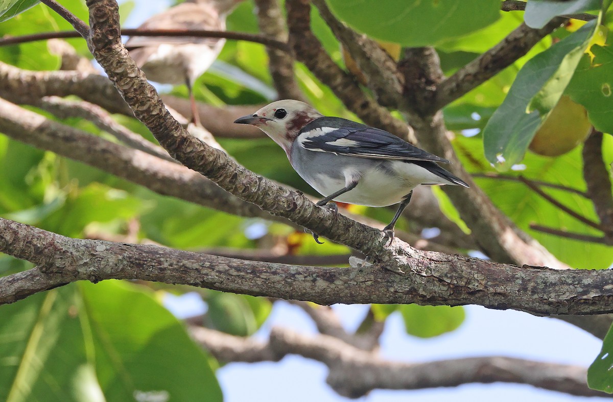 Chestnut-cheeked Starling - ML571729311