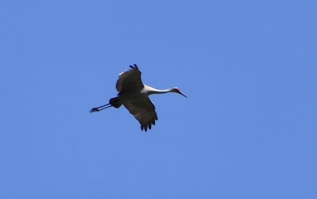 Sandhill Crane - ML571731171