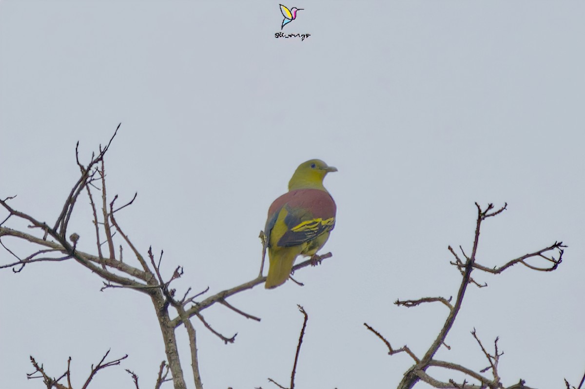 Gray-fronted Green-Pigeon - ML571731311