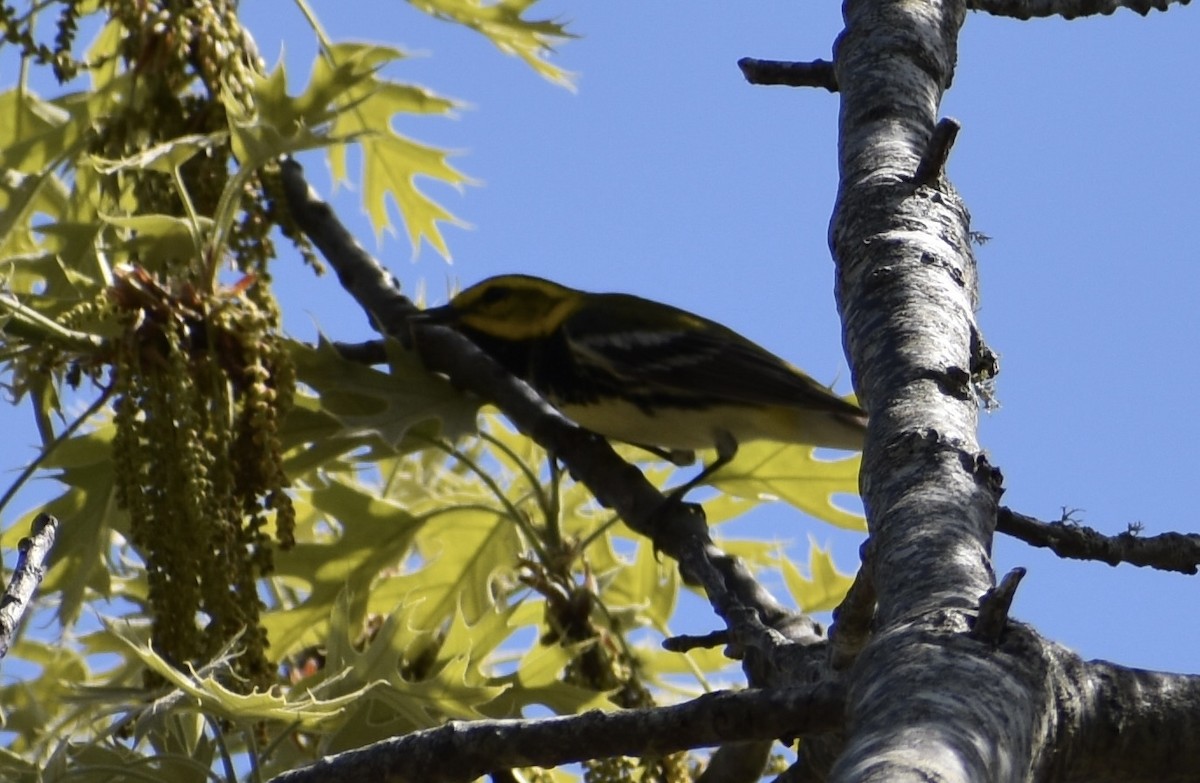 Black-throated Green Warbler - ML571731321