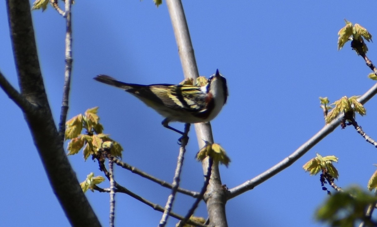Chestnut-sided Warbler - ML571731391