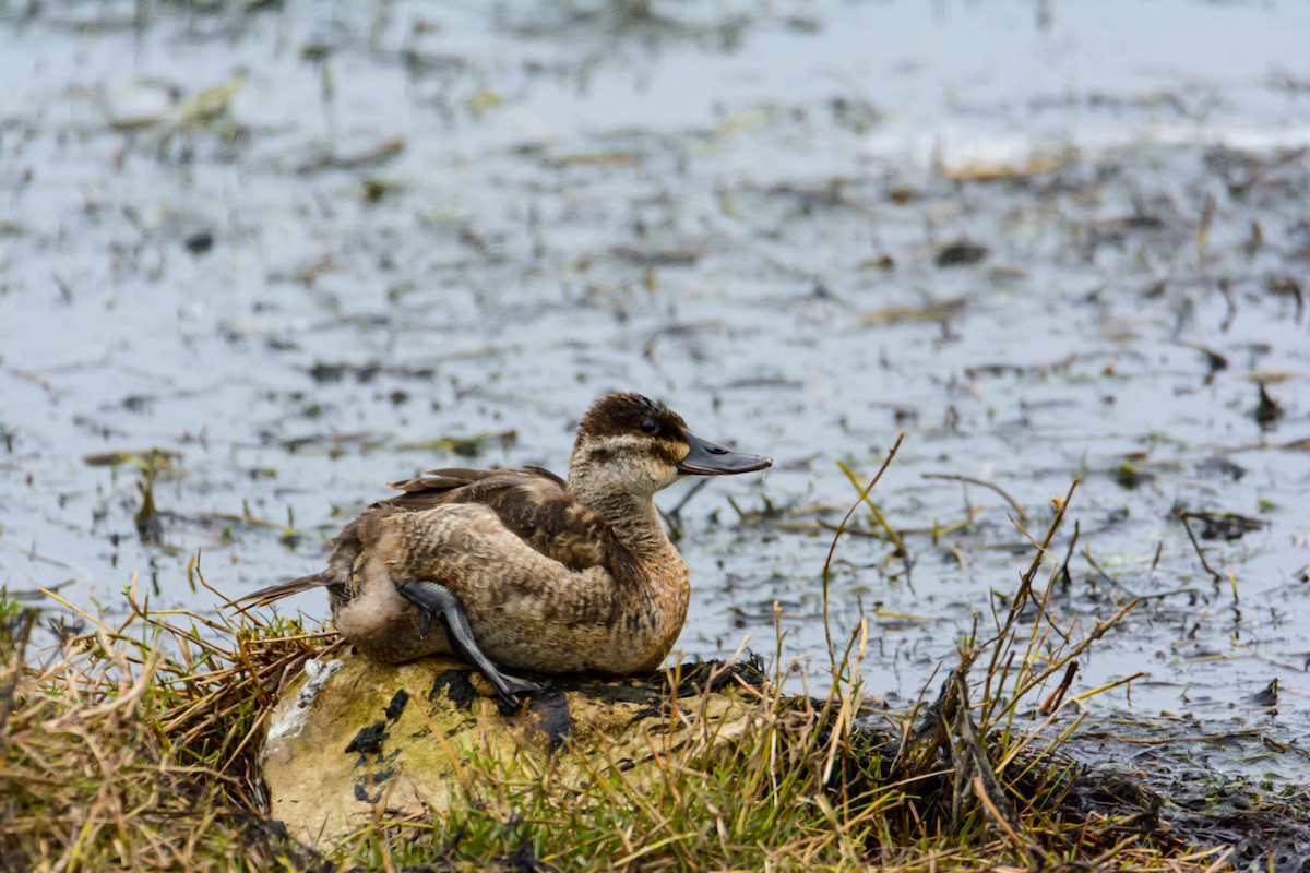 Ruddy Duck - ML571731761