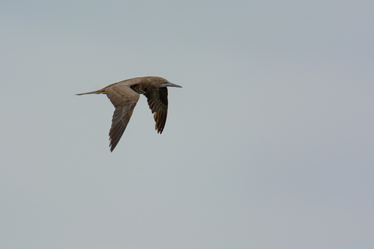 Brown Booby - ML571731901