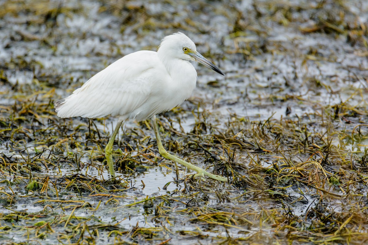 Little Blue Heron - ML571731991