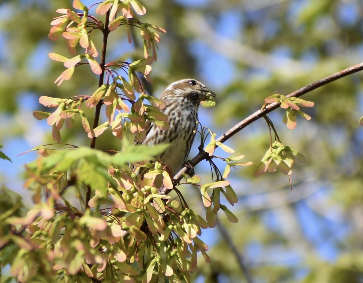 Purple Finch - ML571732011