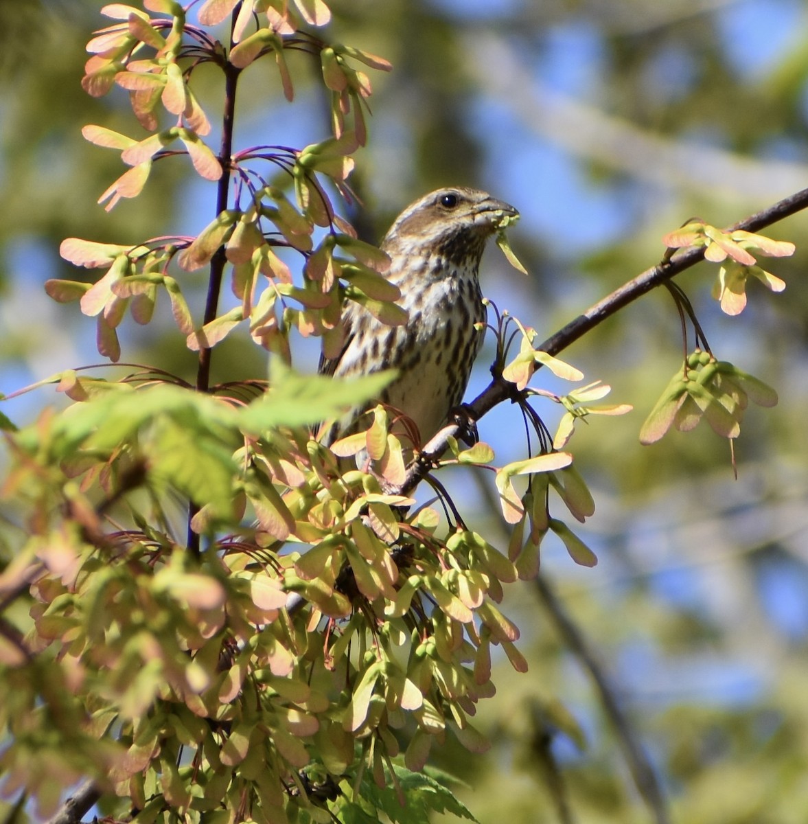 Purple Finch - ML571732021