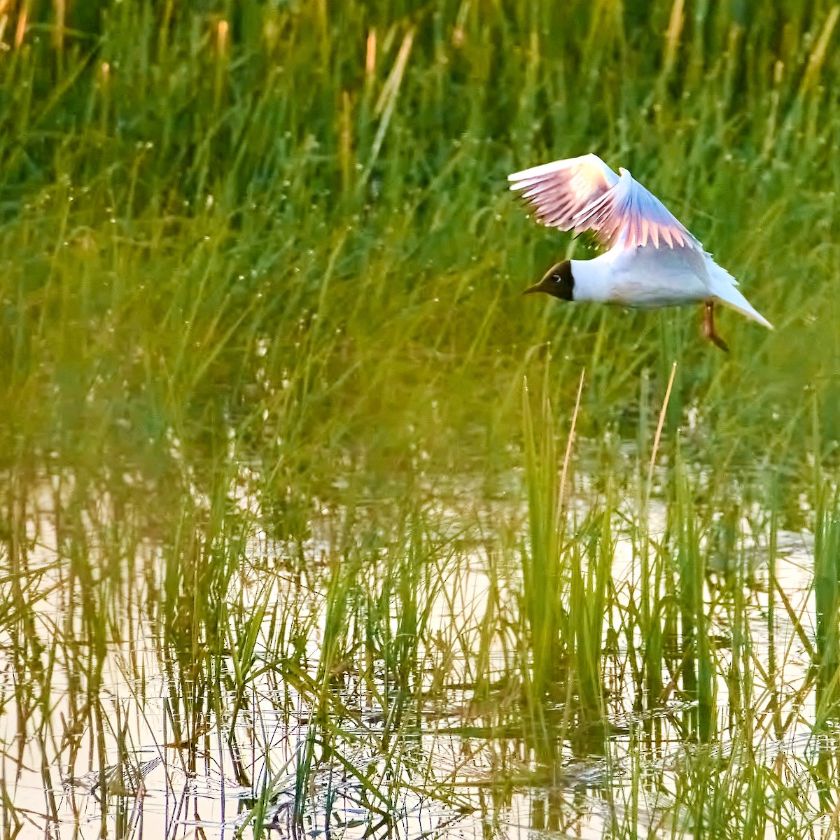 Black-headed Gull - ML571732071