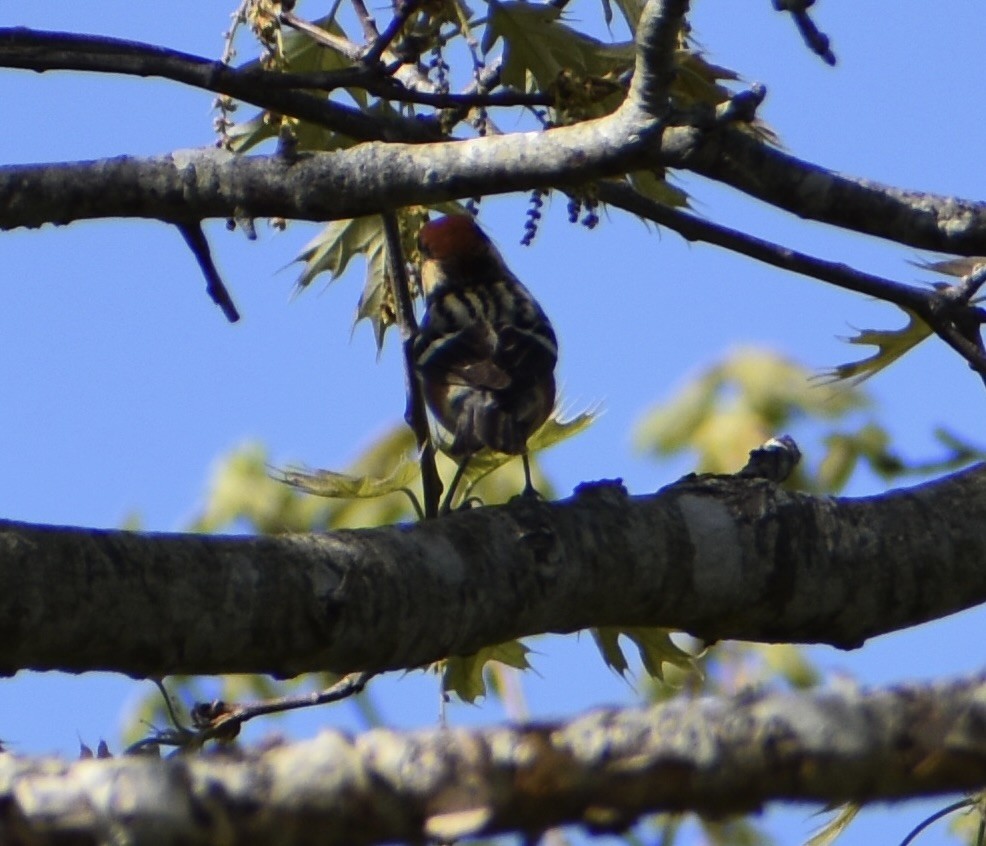 Bay-breasted Warbler - Karen Dec