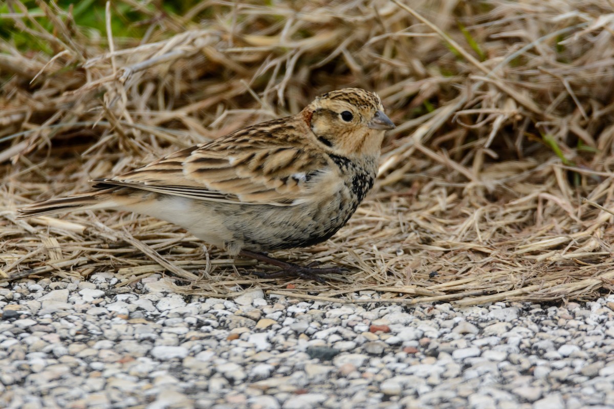 アカエリツメナガホオジロ - ML571732161