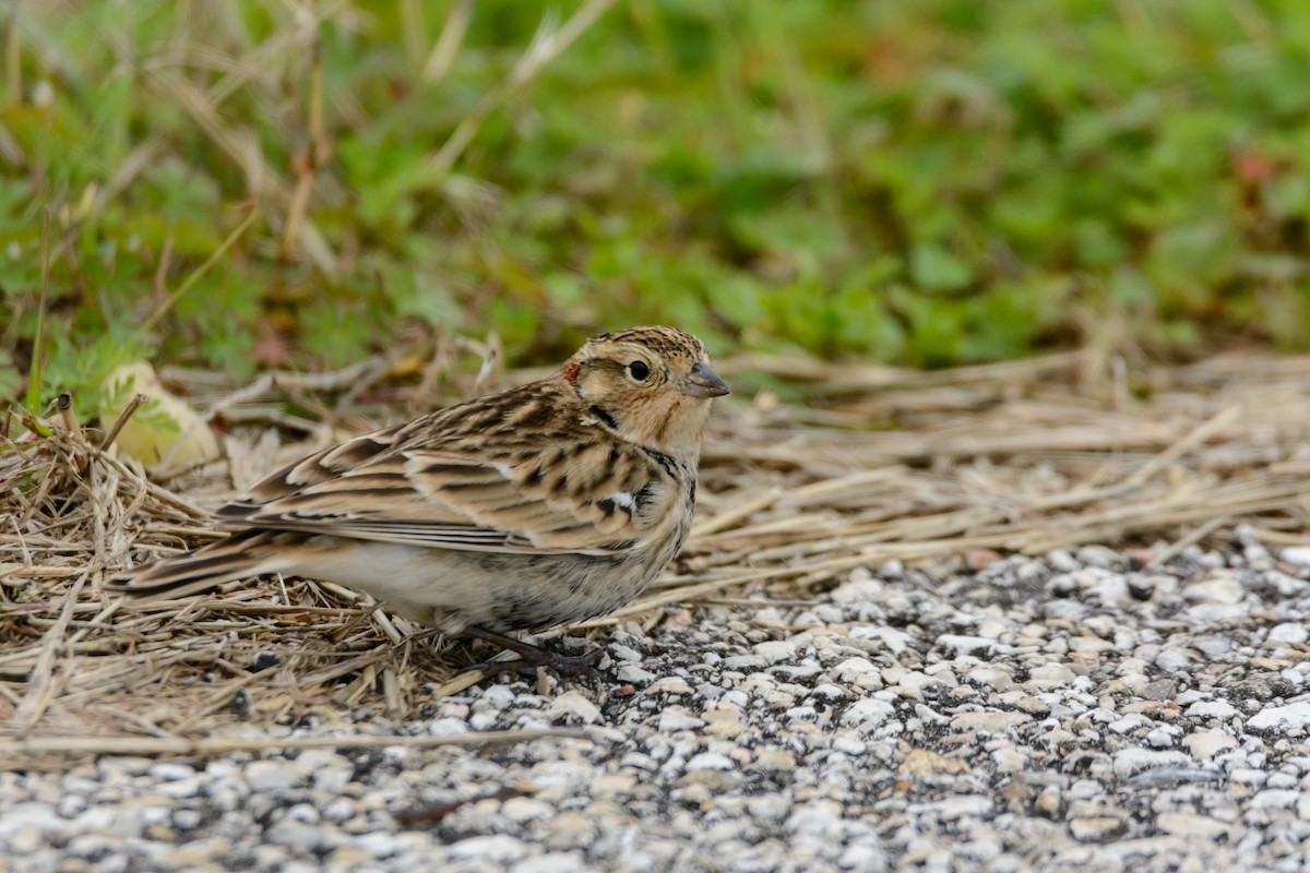 アカエリツメナガホオジロ - ML571732171