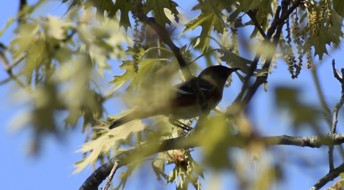 Bay-breasted Warbler - ML571732201