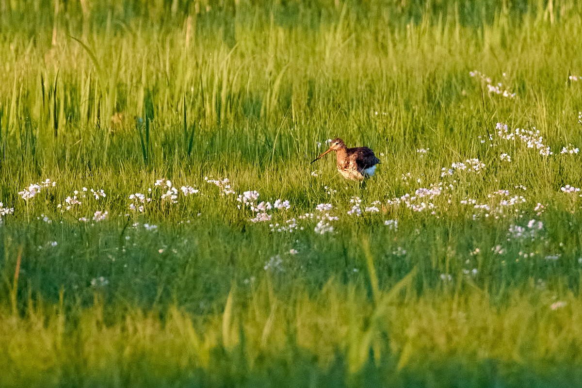 Black-tailed Godwit - ML571732211