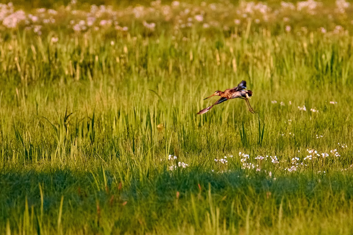 Black-tailed Godwit - ML571732221