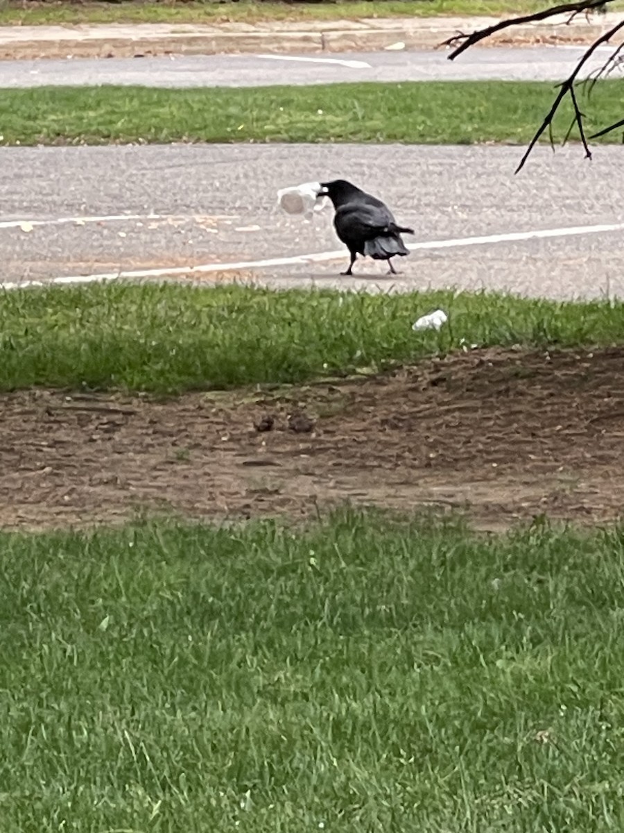 Common Raven - ML571733521