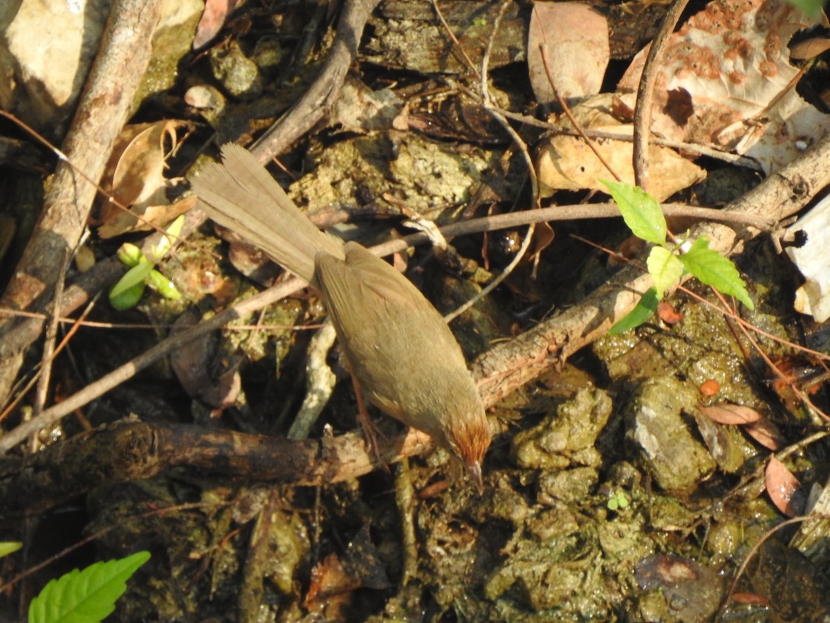 Tawny-bellied Babbler - ML571735611