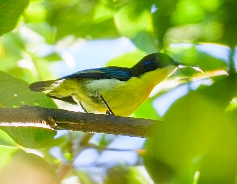 Metallic-winged Sunbird (Luzon) - John Paul Ibo