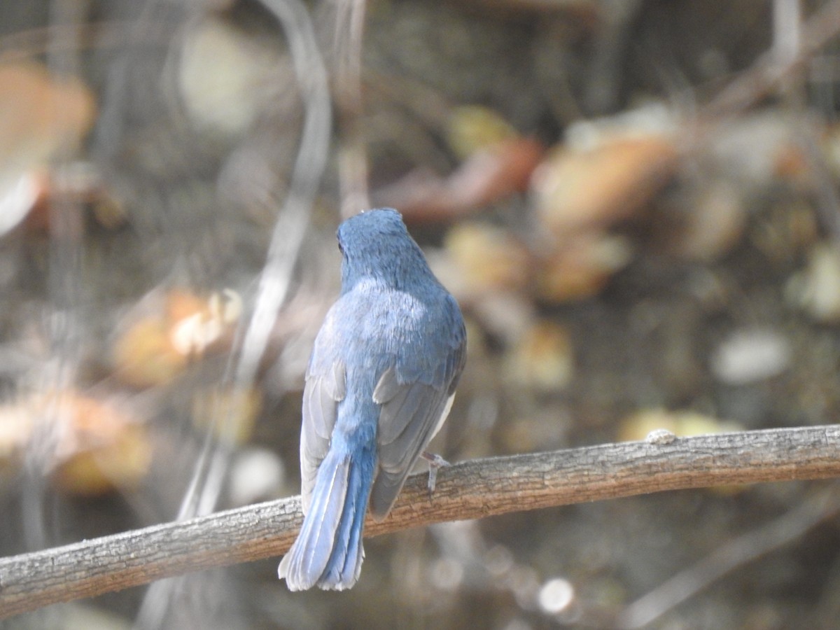 Tickell's Blue Flycatcher - ML571736851